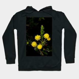 Hedge Wattle Hoodie